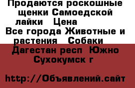 Продаются роскошные щенки Самоедской лайки › Цена ­ 40 000 - Все города Животные и растения » Собаки   . Дагестан респ.,Южно-Сухокумск г.